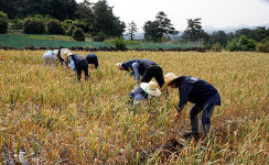 제주조달청, 마늘 농가 일손돕기 봉사