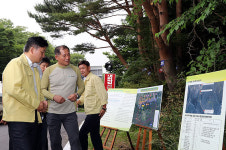 한라산 소나무 재선충병 확산...1000고지도 '위태'