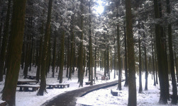 절물자연휴양림에 눈꽃 구경하러 오세요