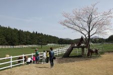 렛츠런파크 제주, 말(馬)체험 이색 투어 프로그램 운영