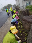 종달리마을회, 마을안길 계절화 식재 작업