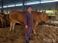 서귀포에서 슈퍼 한우 탄생...무게가 무려 1.23톤