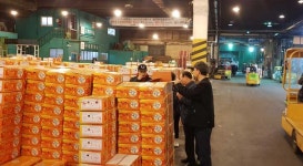 극조생 제주감귤 출하 막바지...비상품 유통근절 점검