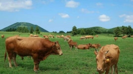 제주도, 소 요네병 관리인증 농가 42곳 선정