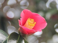 한 그루에 사연 하나...4.3공원 동백나무 기증 열기