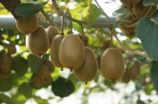 제주농업기술원, 스위트골드 키위 수확시기 연구 착수