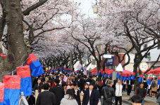 주말, 제주 왕벚꽃축제 성황...벚꽃거리 인파