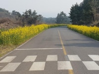 안덕면, 봄의 전령사 유채꽃 주요도로변 만개