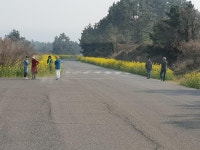 안덕면, 봄의 전령사 유채꽃 주요도로변 만개