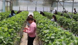 중문청소년문화의집, 청소년 딸기농장체험 진행