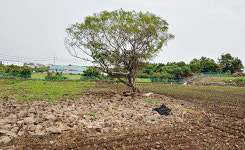 사라져버린 난산리 몬조리물...왜 이렇게?