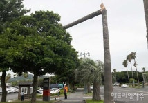 한국관광공사 제주, 중문관광단지 도로변 야자수 제거 작업