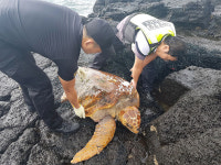 제주, 폐그물에 걸린 멸종 위기 바다 거북 2마리 구조