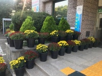 영천동, 주민센터에 국화 식재 화분 비치