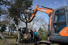제주4.3 72주기 동백나무 심기 캠페인...동백 한그루, 평화 한걸음