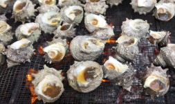 제주 뿔소라 꼬치 드라이브스루 할인판매...차에서 맛보세요