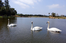 골프장에 날아든 고니...한진-골프장, 소유권 놓고 신경전
