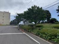 남원읍, 일주동로 및 마을 안길 가로수 방제 실시