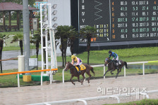제주경마공원, 첫 목요경마 시행, 오라스타 5연승 달성