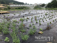 제주 금악리에 수눌음 마을정원 조성...친환경 텃밭 분양