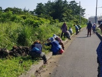 구좌읍, 일주도로변 식수대 풀베기 실시