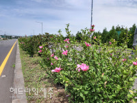 제주시 조천읍 일주동로에 무궁화꽃 활짝