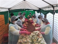 삼양동새마을부녀회, 추석맞이 김치 나눔 행사 실시