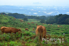 그 많던 제주도 마을공동목장, 개발 바람에 절반 사라져