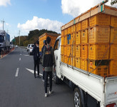 제주시→서귀포 감귤 원산지 바꿔치기 유통업자 구속영장