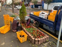 [동정] 정방동, 사계절 꽃피는 거리조성을 위한 봄꽃 식재