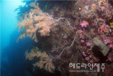 황폐화 되어가는 해양 군락지...천연기념물 제주 연산호 수난