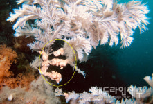 황폐화 되어가는 해양 군락지...천연기념물 제주 연산호 수난