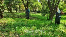 제주자연문화재돌봄사업단, 도순리녹나무자생지에서 환경 정비 활동