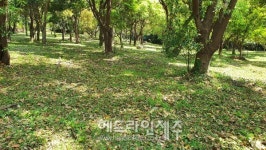 제주자연문화재돌봄사업단, 도순리녹나무자생지에서 환경 정비 활동