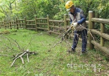 제주자연문화재돌봄사업단, 신례리 왕벚나무 자생지 경관 정비