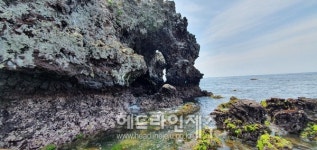 제주자연문화재돌봄사업단, 비양도 정기 모니터링 및 환경 정비