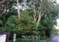 제주자연문화재돌봄사업단, 신흥동백나무군락에서 문화재 돌봄 활동