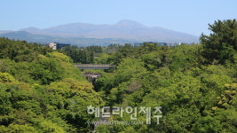 제주자연문화재돌봄센터, 천제연 난대림에서 문화재 돌봄 활동