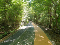 서귀포자연휴양림 건강 산책로 정비 완료