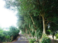 제주자연문화재돌봄센터, 제주도 기념물 위미 동백나무 군락 문화재 돌봄 활동
