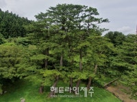 제주자연문화재돌봄센터, 천연기념물 산천단 곰솔에서 전문 모니터링 실시