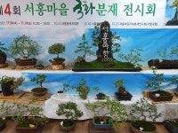 서홍동 마을회, 제4회 서홍마을 국화분재 전시회 개최