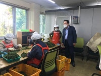 안덕면장, 노인공동작업 쑥작업장 격려 방문