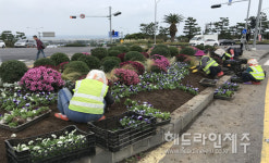제주시, 주요 도로변 겨울꽃 식재...사계절 꽃피는 거리 조성