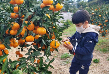 서귀포시 감귤박물관에서 다채로운 체험 만끽하세요