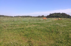 서귀포시, 마을공동목장.전기업목장 운영실태 조사 추진