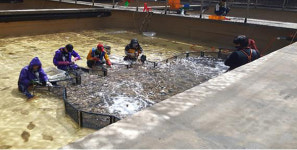 서귀포시, 수산동물질병 예방백신 지원사업 마무리  