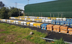 서귀포시, 꿀벌 실종 피해 농가에 기자재 등 집중 지원