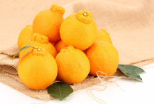 국산 감귤 탐나는봉, 로열티 받고 미국 진출