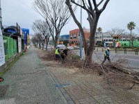 제주시, 느티나무 가로수 가지치기 작업 추진 